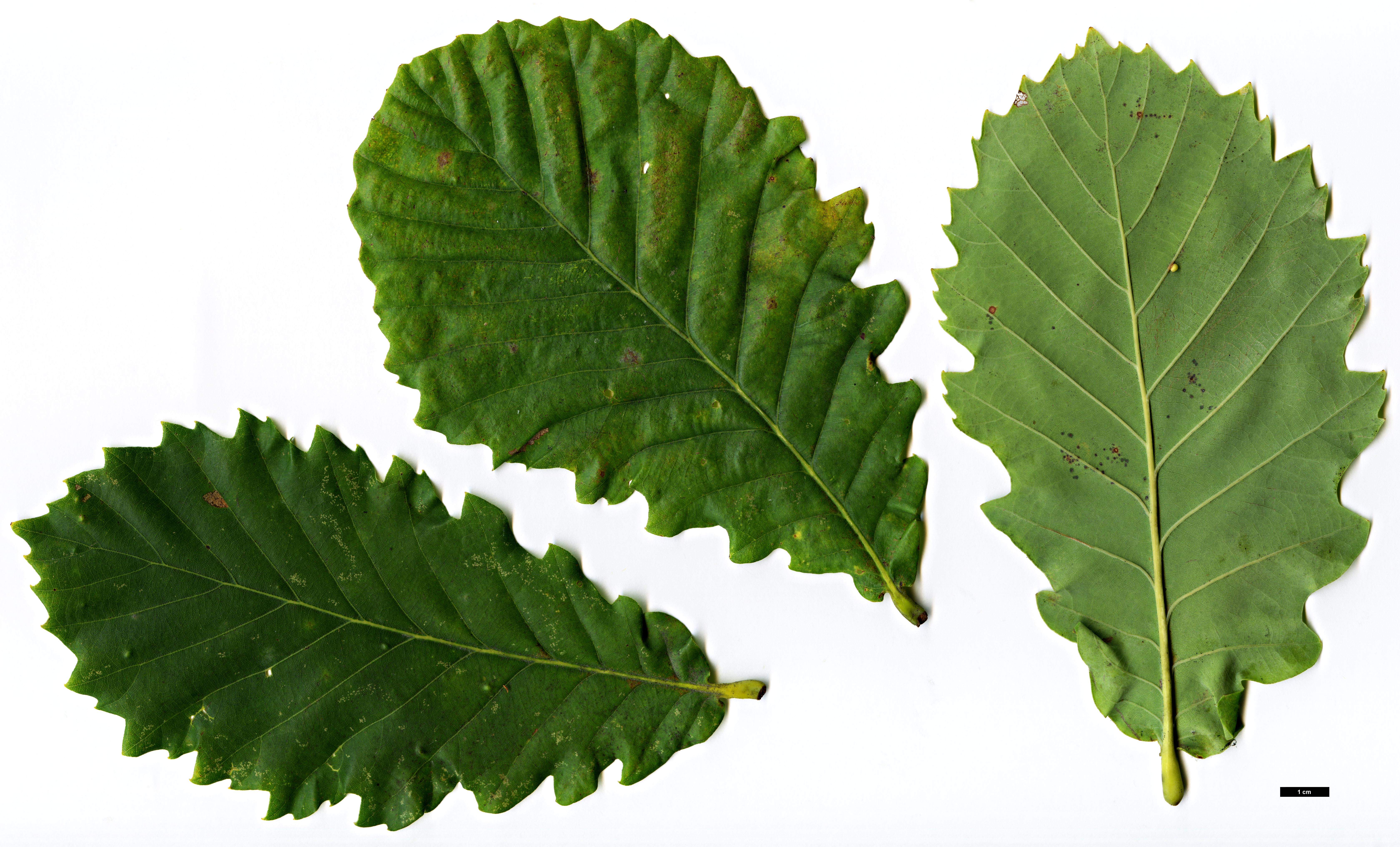 High resolution image: Family: Fagaceae - Genus: Quercus - Taxon: ×hickelii - SpeciesSub: 'Giesselhorst' (Q.pontica × Q.robur)